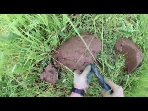 Когда травы очень много, но находки есть!