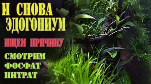 Что будет если задрать НИТРАТЫ в Аквариуме от ЭДОГОНИУМА ?