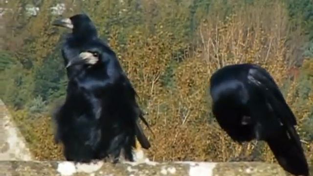 funny morning itching смотреть онлайн