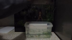 Запуск аквариума для креветок кристаллов на грунте Амазония  Выпуск 2