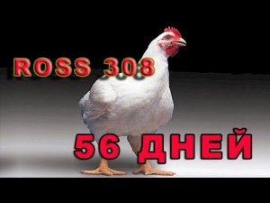 Тушка невероятно шикарна! РОСС 308   - 56 ДНЕЙ