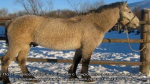 Значение забайкальской породы лошадей для сельского хозяйства