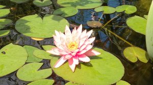 По немногу обустраиваю дом