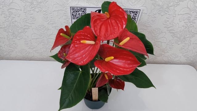 Антуриум Невада / Anthurium Nevada диаметр горшка 14 см, высота растения около 50 см.