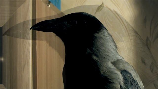 Гладить или нет, вот в чём вопрос! смотреть онлайн