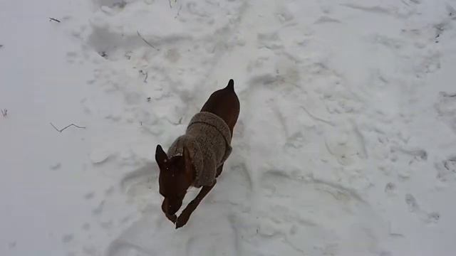 Тимоша на прогулке смотреть онлайн