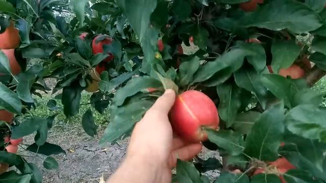 Начало яблочного сезона, карликовый сад Гала Маст смотреть онлайн