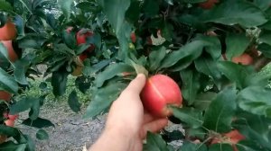 Начало яблочного сезона, карликовый сад Гала Маст