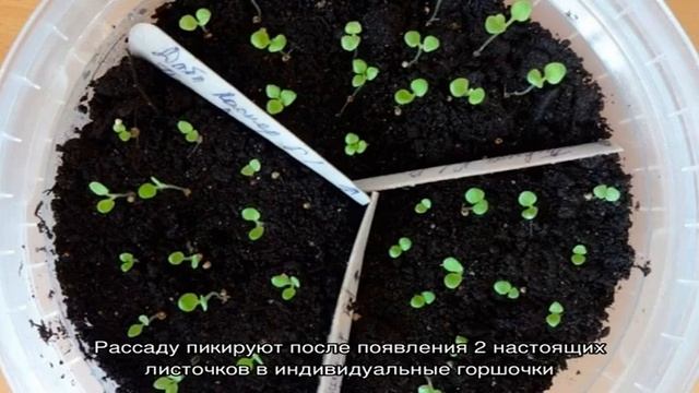 Можно ли выращивать петунию в горшке как комнатное растение