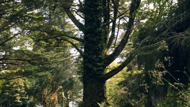 Разбор убеждения.mp4 смотреть онлайн