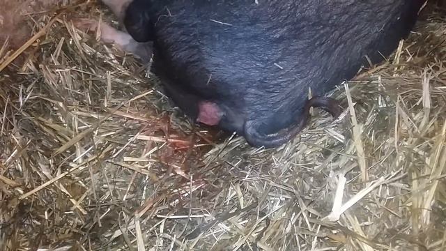Рождение поросенка вьетнамской вислобрюхой смотреть онлайн