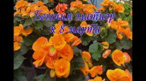бегония элатиор, элатиор на 8 марта. выгонка бегонии элатиор.