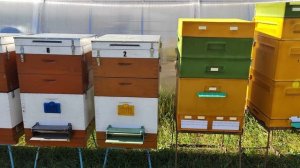 НИЖЕГОРОДЕЦ