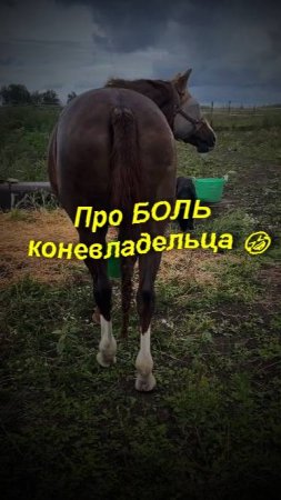 Про БОЛЬ коневладельца 🤣