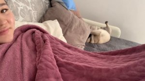 Мопсовлог #24. Мерзнут лапы /Как почистить диван с мопсом ? ?