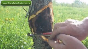 Рак яблони   Часть 1