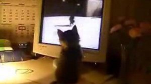 кошка смотрит видео про кошек!!!!