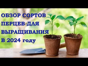 Обзор сортов перцев для выращивания в 2024 г.