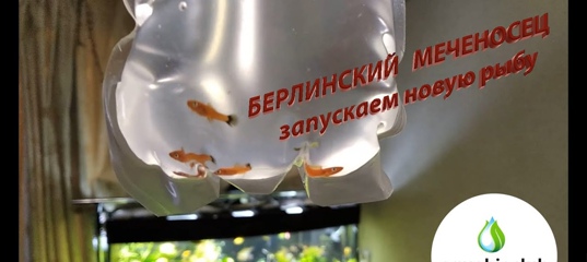 Как запустить новую рыбу. Берлинский меченосец. смотреть онлайн