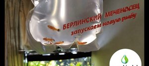 Как запустить новую рыбу. Берлинский меченосец.