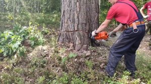 Вальщик леса 80 уровня валит наклонное дерево в направления вала ? ? ?