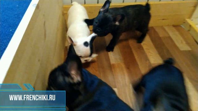 Щенки французского бульдога бесятся смотреть онлайн