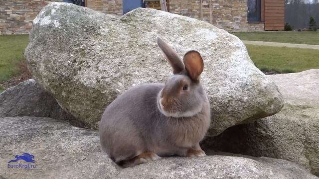 Кролик сатин люкс — Satin lux смотреть онлайн