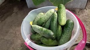 Супер подкормка для огурцов без химии . Огурцы будете собирать ведрами!