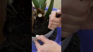 Как пересадить цветок Замиокулькас  в Новый горшок не повредив старый