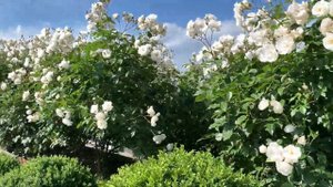 Beautiful White roses