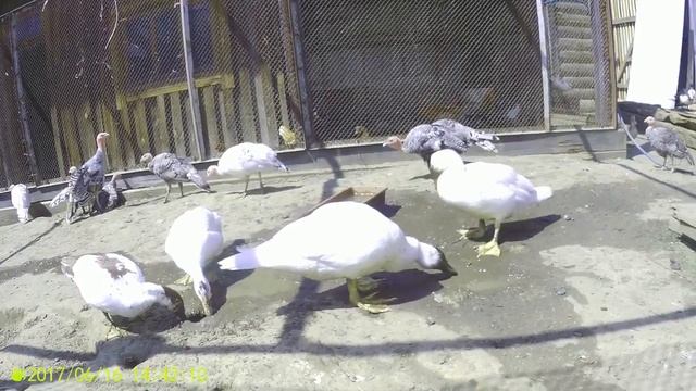 Кормушки утятам, салон красоты для уток))) смотреть онлайн