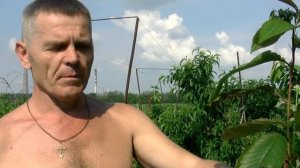 Монилиоз  плодовых деревьев (Монилиальный ожёг).