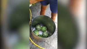 соленые арбузы! отличная закуска! простой рецепт
