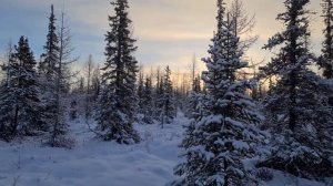 Рекомендации по установке фотоловушки в лесу | фотоловушка | фотоохота