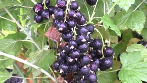 Сладкая Жемчужина, десерный сорт черной смородины