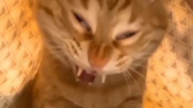 мхихихихих