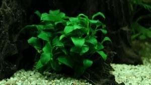 Выбираем лучшее растение среднего плана! - Новый вид старого акваруима
