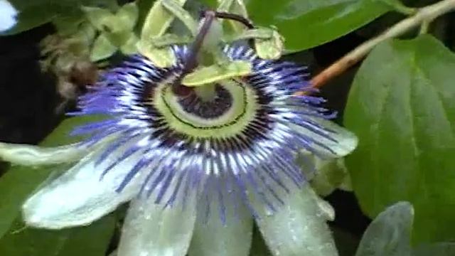 hugo bonham -2004- passiflora.mp4 смотреть онлайн