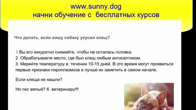 Пироплазмоз у собак. Что делать если укусил клещ? Первые симптомы заболевания. смотреть онлайн