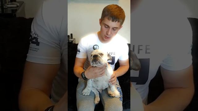 Английский Бульдог Борис: первое знакомство смотреть онлайн