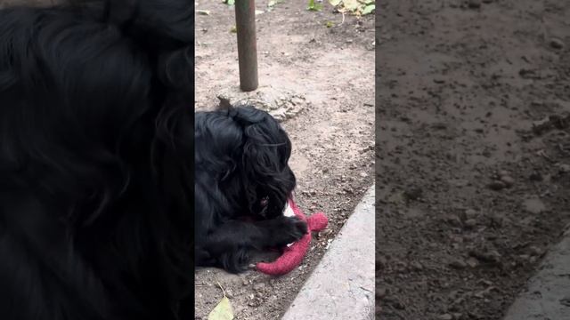 Подарили собаке игрушку с Aliexpress смотреть онлайн