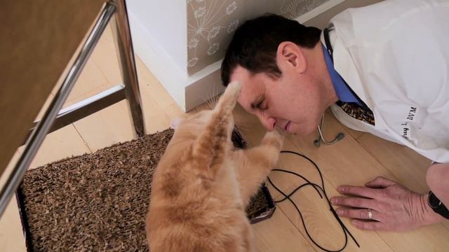 Why Do Cats Lick People's Hair? : Loving Your Cat смотреть онлайн