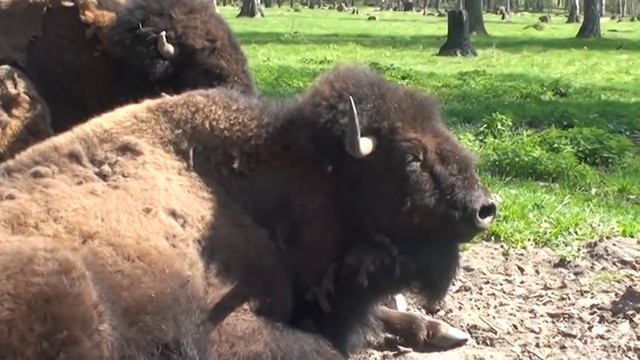 Бизоны и зубры смотреть онлайн