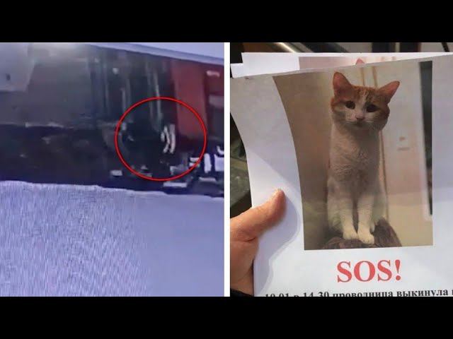 Вопиющая история, проводница выкинула кота  из поезда, а что вы думаете по этому поводу