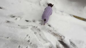 Чихуахуа Фондю и снег