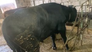 Откорм Быков, привесы, забой быка.