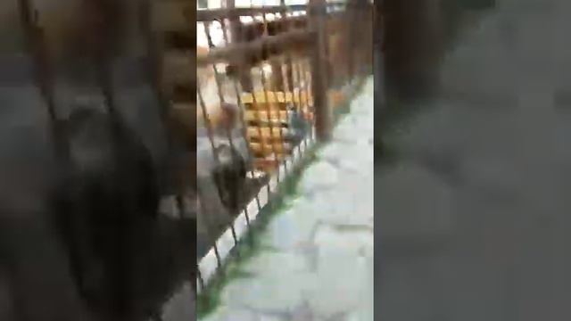 Зоопарк. Масква смотрите как выглядит зоопарк. Масква смотреть онлайн