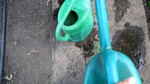 Настой КУРИНОГО ПОМЁТА как мы его применяем