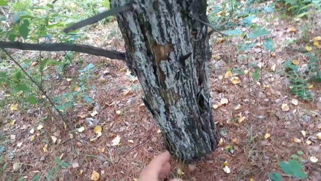 Привитый кедр сибирский на сосну обыкновенную. Небольшой обзор. смотреть онлайн