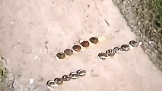 Использование БПЛА для разминирования